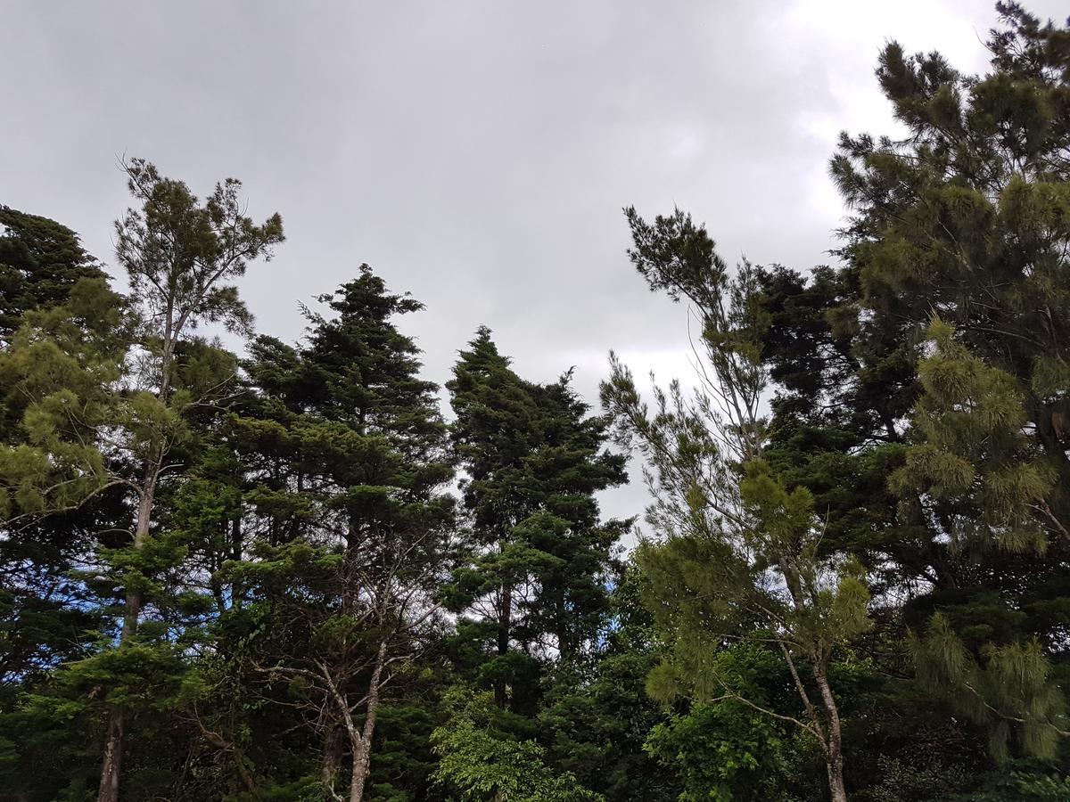 Greemount Hotel Monteverde Kültér fotó