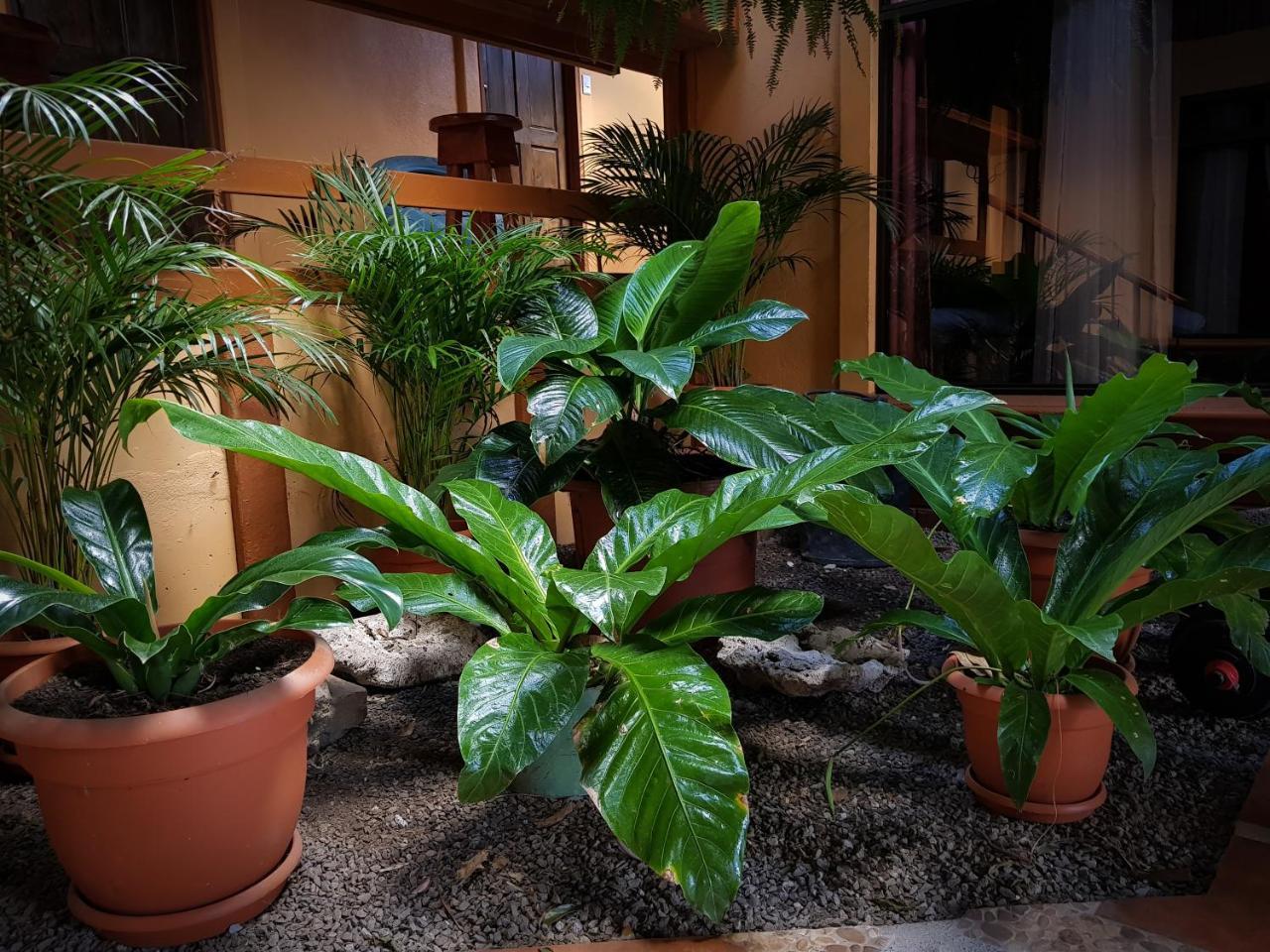 Greemount Hotel Monteverde Kültér fotó